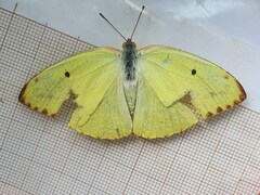 Catopsilia florella