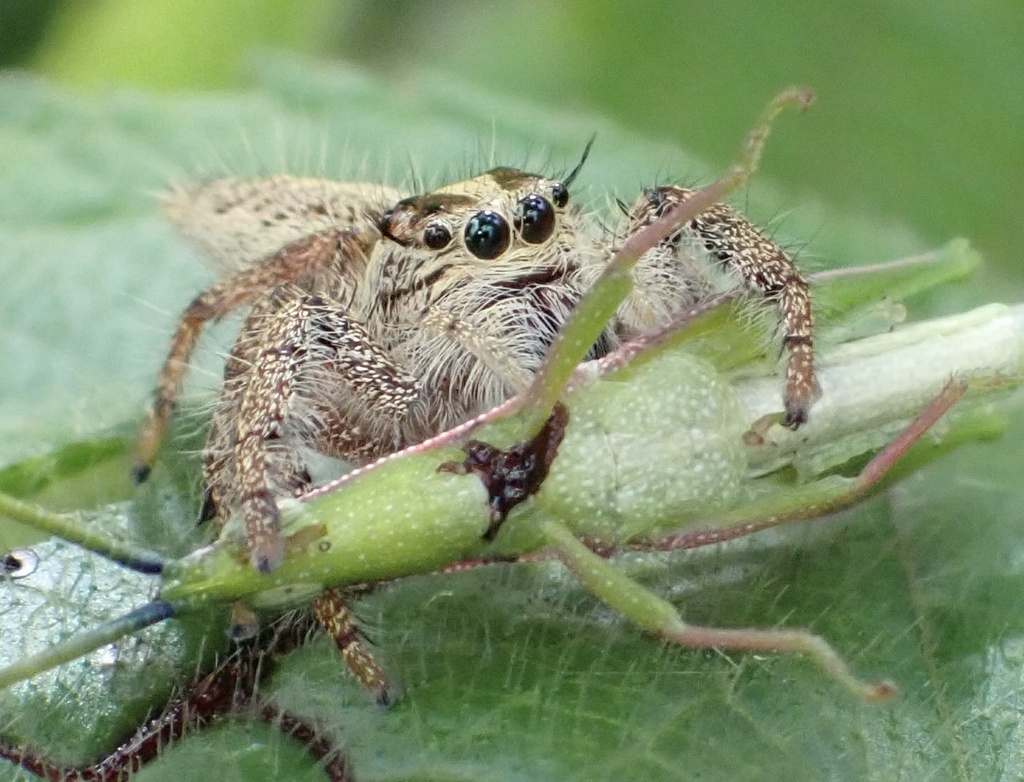 Hyllus walckenaeri