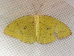 Catopsilia florella