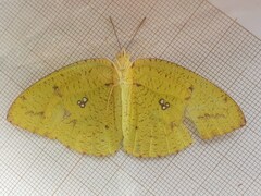 Catopsilia florella