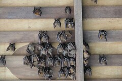 Cynopterus brachyotis