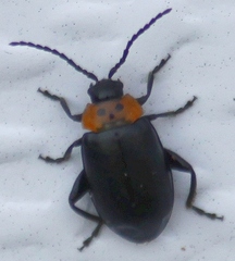 Disonycha triangularis