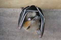 Cynopterus brachyotis