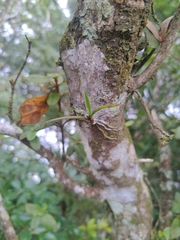 Thrixspermum formosanum