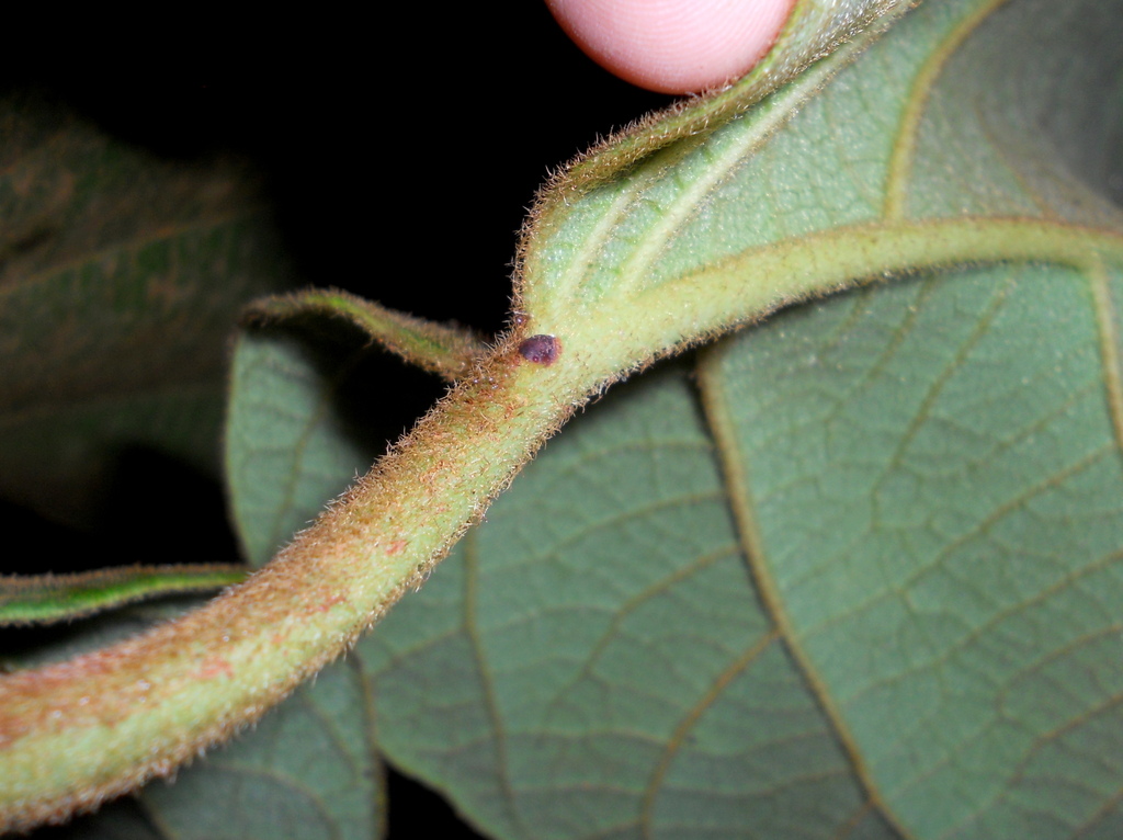 Stigmaphyllon hispidum