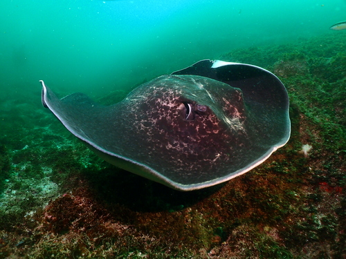Photo of Round ribbontail ray (Taeniurops meyeni)