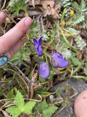 Aconitum napellus
