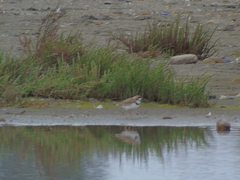 Charadrius collaris