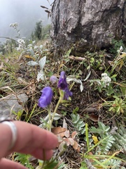 Aconitum napellus