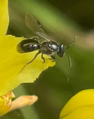 Homalictus