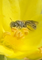 Homalictus