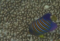 Pygoplites diacanthus
