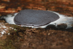 Dictydiaethalium plumbeum