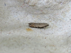 Battaristis concinnusella