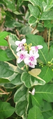 Pseuderanthemum