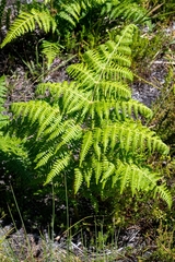 Pteridium aquilinum capense