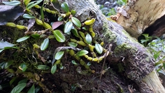 Dendrobium nakaharae