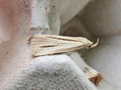 Macrochilo bivittata