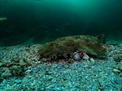 Orectolobus maculatus