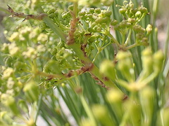 Anginon difforme