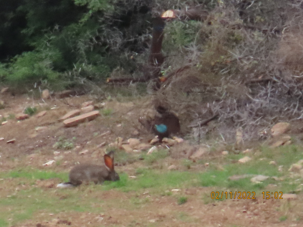 Hares and Rabbits from Garden Route District Municipality, South Africa ...