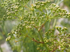 Anginon difforme