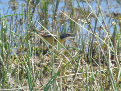 Tachuris rubrigastra