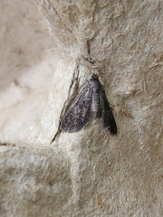 Elophila tinealis