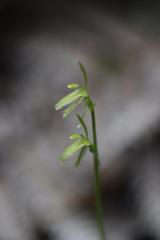 Cyrtostylis oblonga