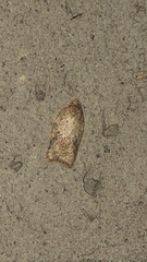 Acleris maccana