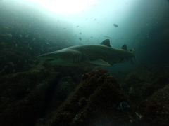 Carcharias taurus