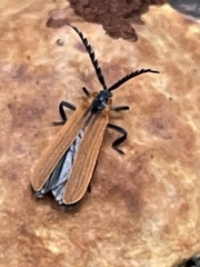 Trichalus ampliatus