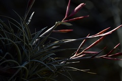 Tillandsia lorentziana