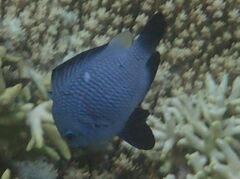 Dascyllus trimaculatus