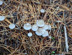 Mycena capillaripes