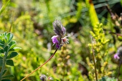 Indigofera alopecuroides