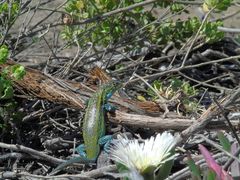 Liolaemus zapallarensis