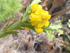 Liparia hirsuta