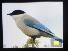 Cyanopica cyanus