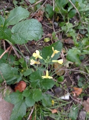 Raphanus raphanistrum