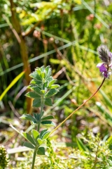 Indigofera alopecuroides