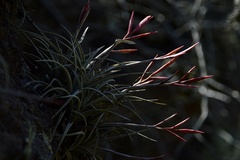 Tillandsia lorentziana