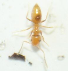 Brachymyrmex minutus