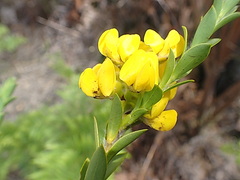 Liparia hirsuta