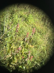 Pycnonotus leucogenys