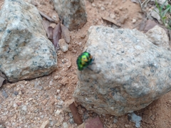 Chrysocoris stollii