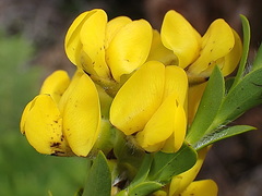 Liparia hirsuta
