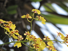 Oncidium