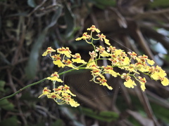 Oncidium