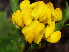 Liparia hirsuta